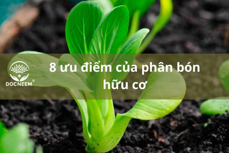 Các loại phân bón cho hoa hồng phổ biến hữu cơ và vô cơ